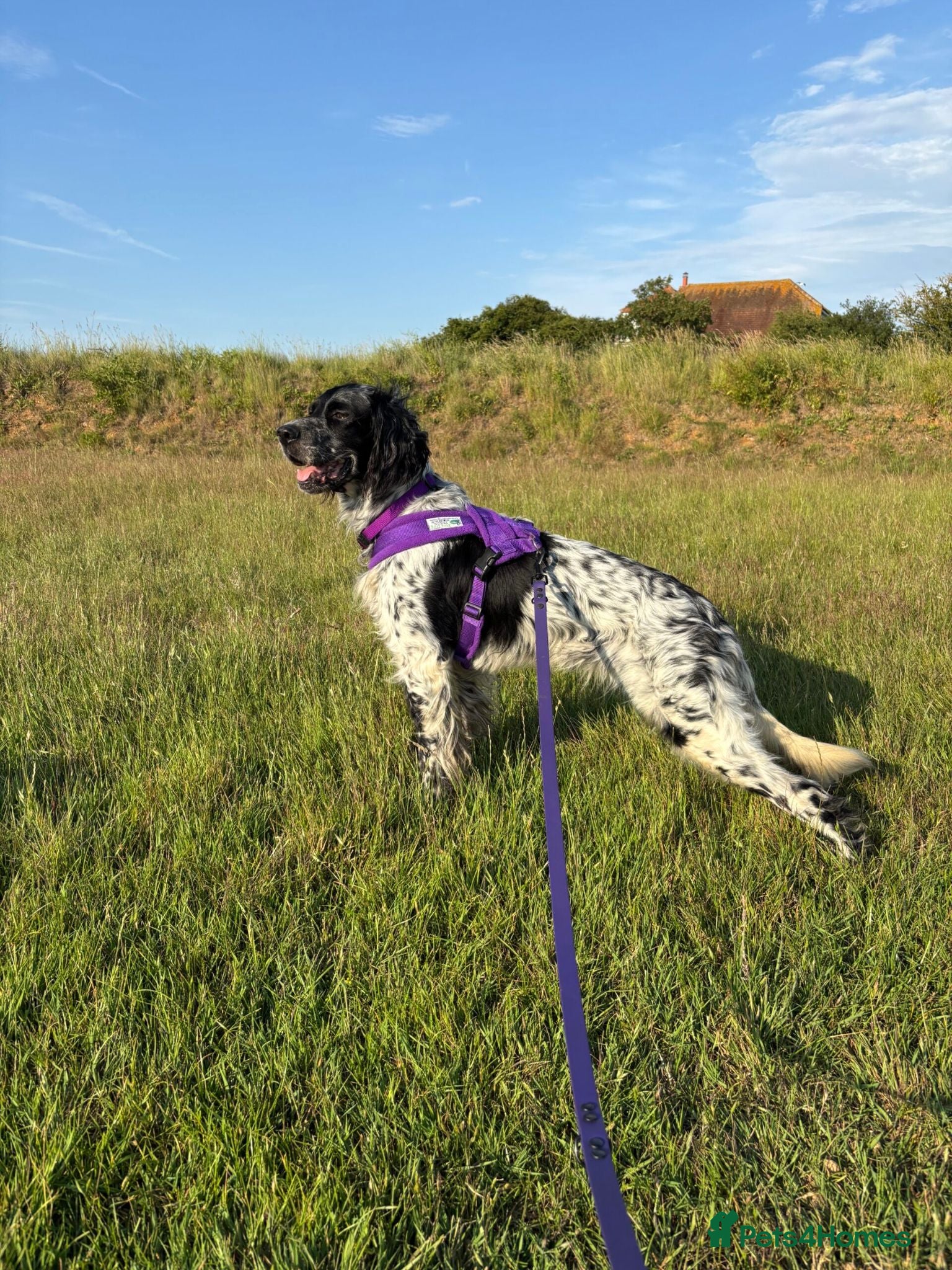 English Setter dogs Zeus  - Advert 24