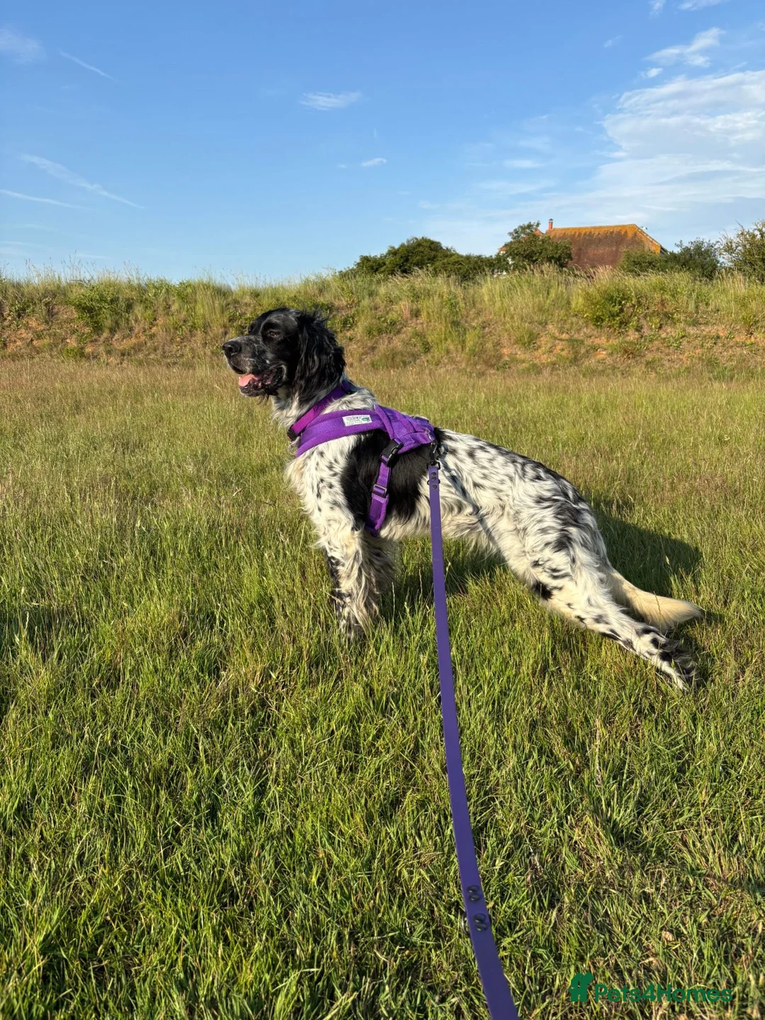 English Setter dogs for adoption: Zeus  - Advert 1