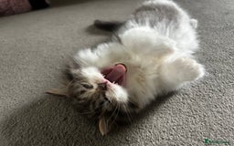 Persian cats for sale: Persian Kittens Looking for Loving Homes - Advert 9