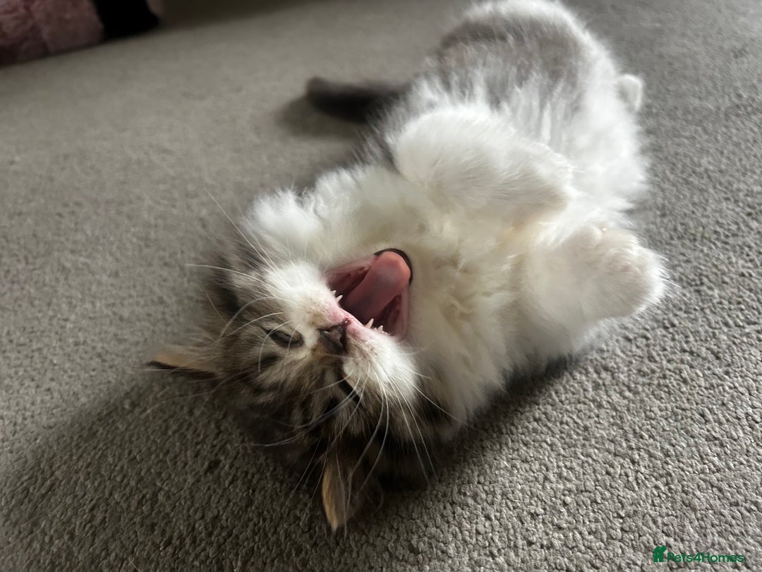 Persian cats for sale: Persian Kittens Looking for Loving Homes - Advert 9