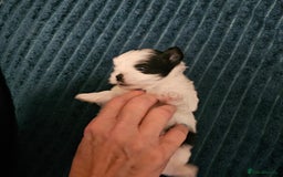 Mi-Ki dogs for sale: Mi-ki beautiful puppies arrived  - Image 7