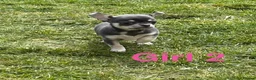 Chihuahua dogs for sale: Smooth Coat chihuahua  in Airdrie - Advert 3
