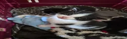 Maine Coon cats for sale: 3 Maine coon / British shorthair kittens  - Advert 2