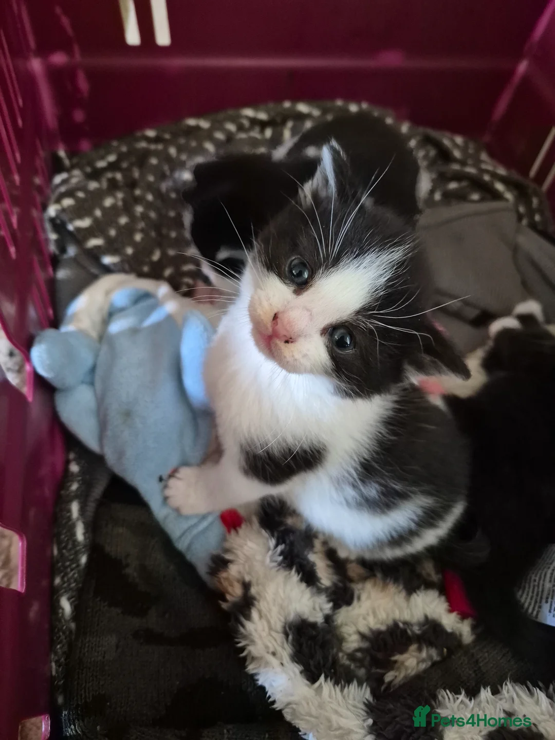 Maine Coon cats for sale: 3 Maine coon / British shorthair kittens  - Advert 2