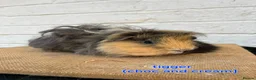 Guinea Pig rodents for sale: Lunkarya  - Advert 18