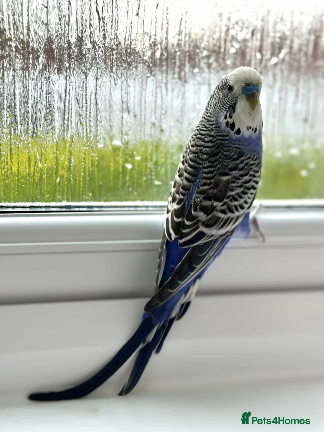 Budgerigars birds for sale: Friendly Male Budgie – Hand Tame & Loving in Liverpool - Advert 6