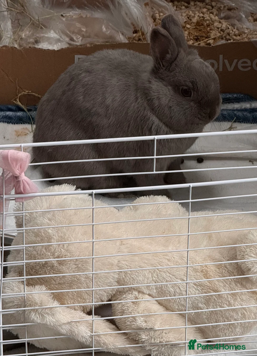 Netherland Dwarf rabbits for sale: Adorable Bunny - Advert 3