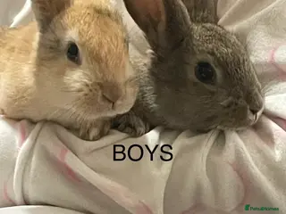 Mixed Breed rabbits Himalayans x lop bunnies - Advert 1