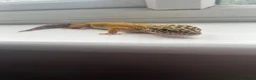 Leopard Gecko reptiles for sale: 3 Leopard Geckos for sale (Need sold ASAP) in Rickmansworth - Advert 3