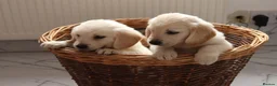 Golden Retriever dogs for sale: KC registered golden retriever puppies ready now. - Advert 12