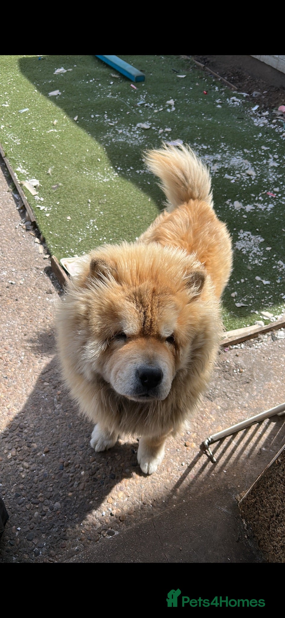 Chow Chow dogs 1 year old Chow Chow male - Advert 17