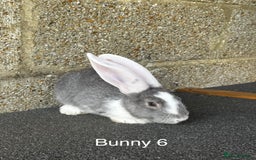 Continental Giant rabbits for sale: Pure continental giant rabbits - Image 5