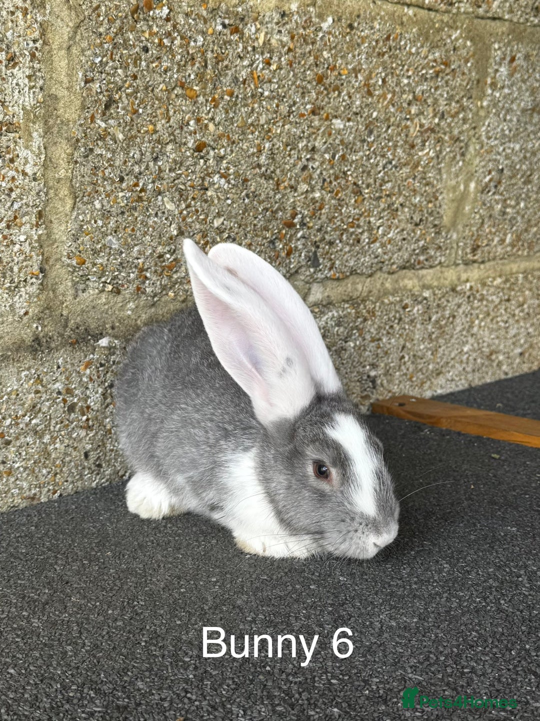 Continental Giant rabbits for sale: Pure continental giant rabbits - Image 5