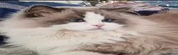 Ragdoll cats for sale: 🏆💙✨️TICA Exclusive Ragdoll kittens🐈Lovely 💖 - Advert 4