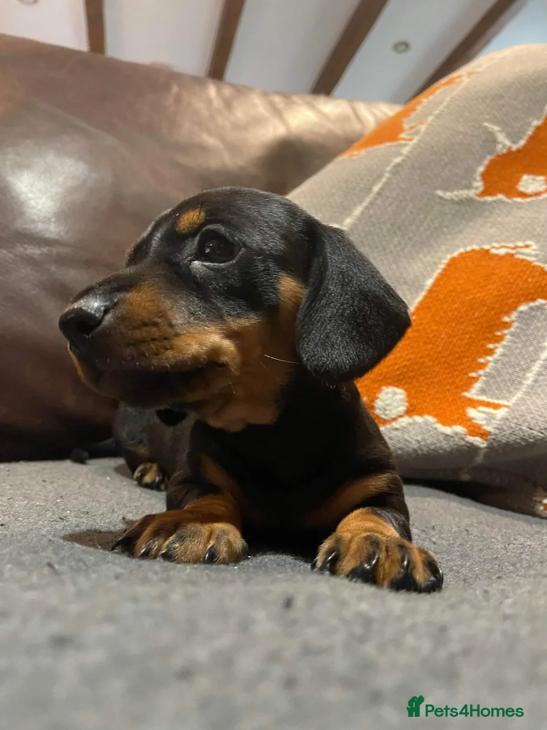 Miniature Dachshund dogs for stud:  Handsome Silver Dapple in Brecon - Advert 12