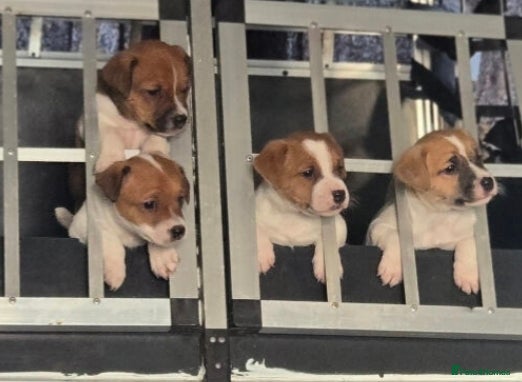 Jack Russell dogs Jack russel puppies for new homes  - Advert 1