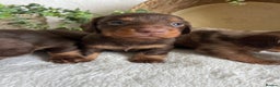 Miniature Dachshund dogs for sale: STUNNING DNA CLEAT MINI DACHSHUNDS - Advert 5