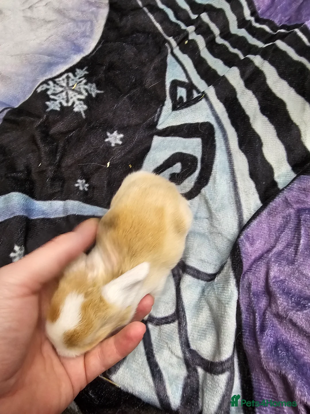 Mixed Breed rabbits for sale: 3 baby bunnies ready for their forever home - Advert 7