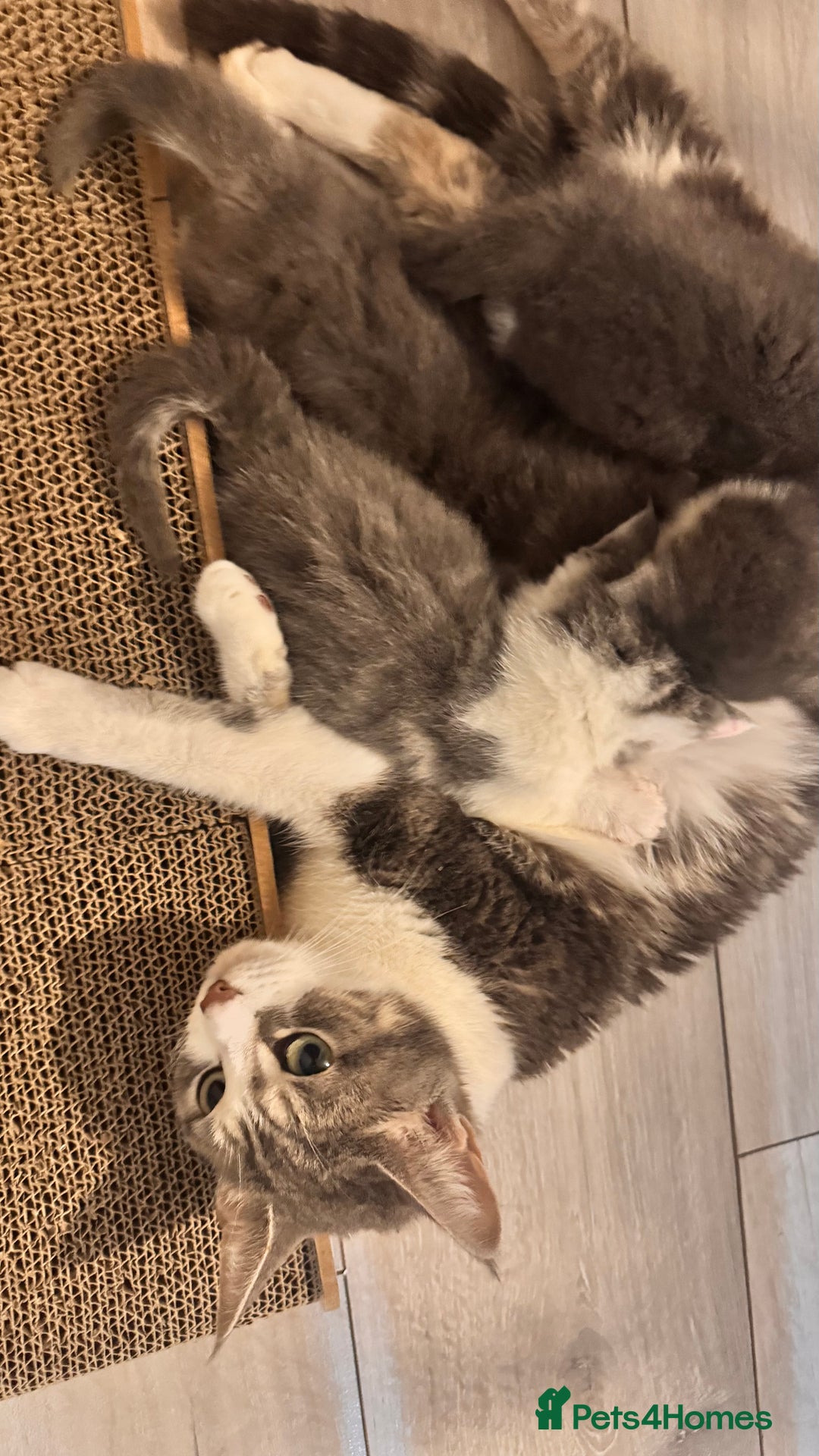 British Shorthair cats for sale: 2 bouncy and playful kittens  - Advert 2