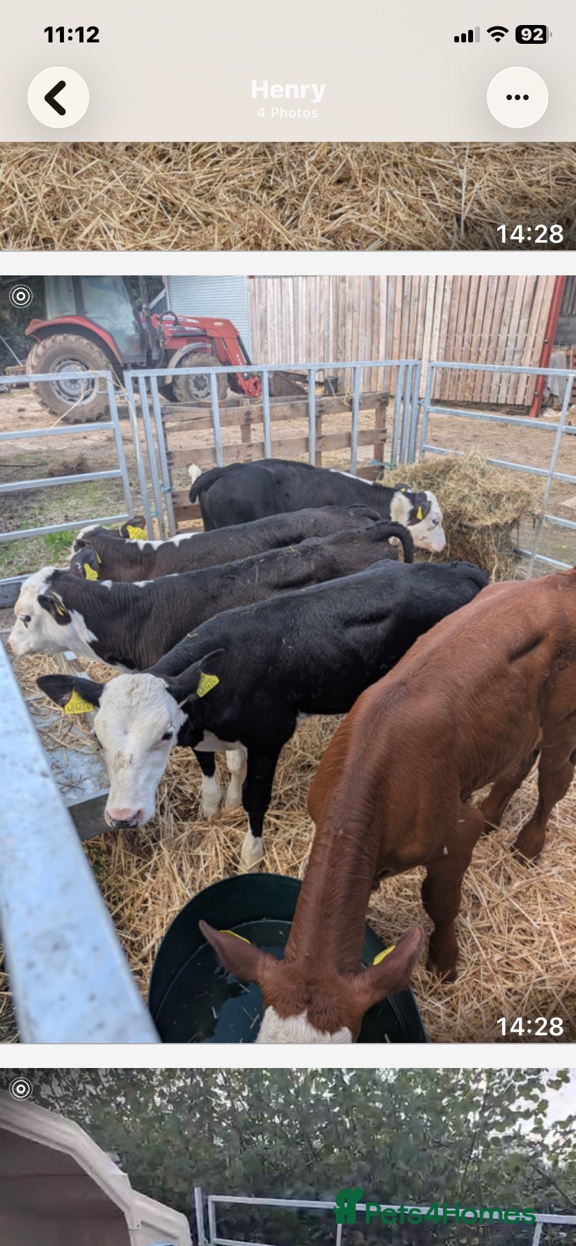 Cows & Bulls livestock Hereford x bulls - Advert 5