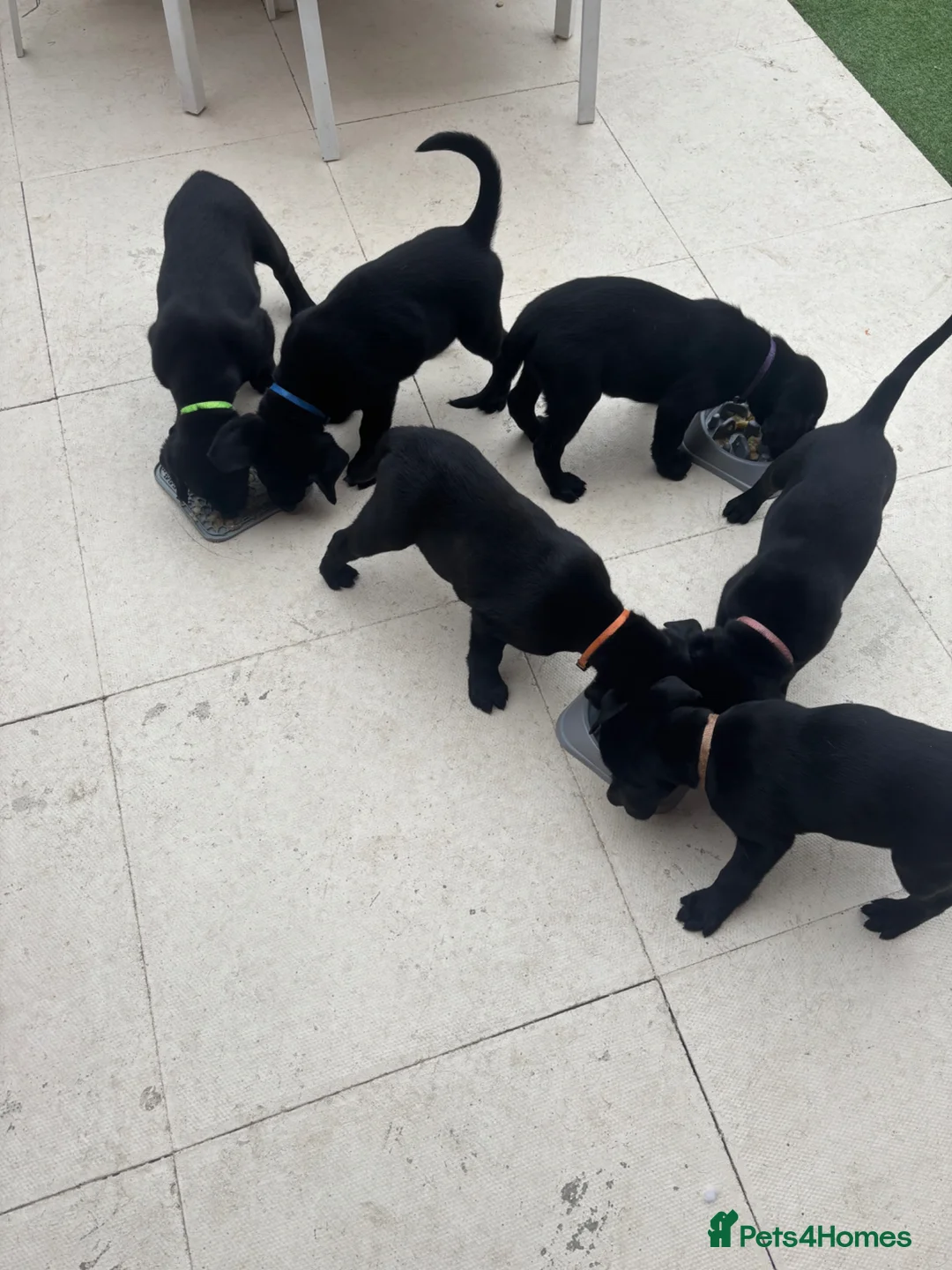 Labrador Retriever dogs for sale: 🌟Ready now! 🌟 Black Labrador puppies  - Advert 2