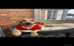 Cocker Spaniel dogs for sale: DNA Health Tested Merle Cocker Spaniel Puppies - Image 12