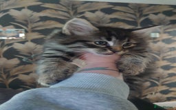 Mixed Breed cats for sale: 3 beautiful little girls ready for loving homes.  - Image 1