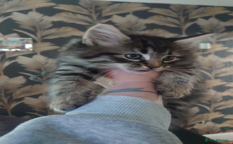 Mixed Breed cats - Advert 3