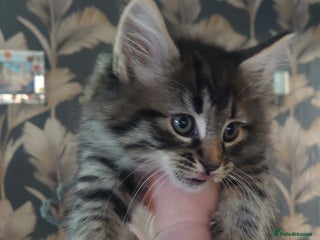 Mixed Breed cats - Advert 2