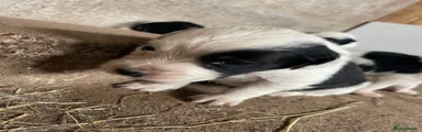 Mixed Breed 4