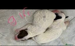 Sprocker dogs for sale: Sprocker spaniels  - Image 1