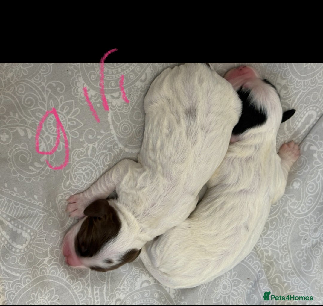 Sprocker dogs for sale: Sprocker spaniels  - Image 1