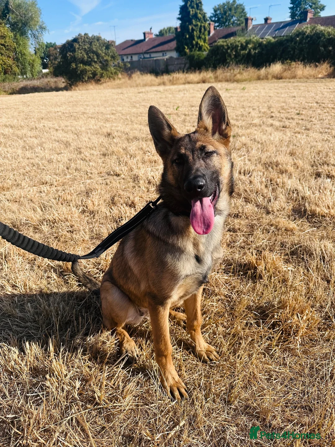 German Shepherd dogs for sale: Narla in London - Advert 1