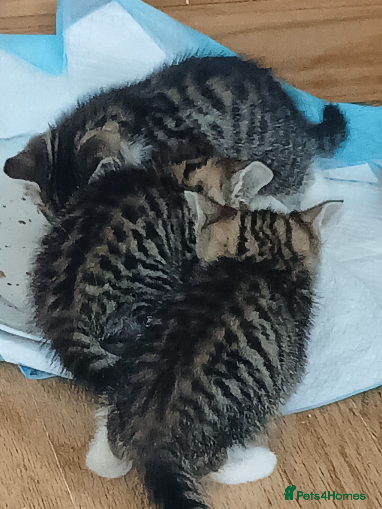 Mixed Breed cats 3 beautiful kittens - Advert 1