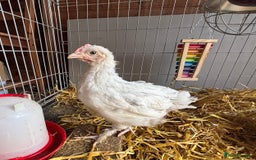 Chickens poultry for sale: Male Maran chicks cockerels  - Image 1
