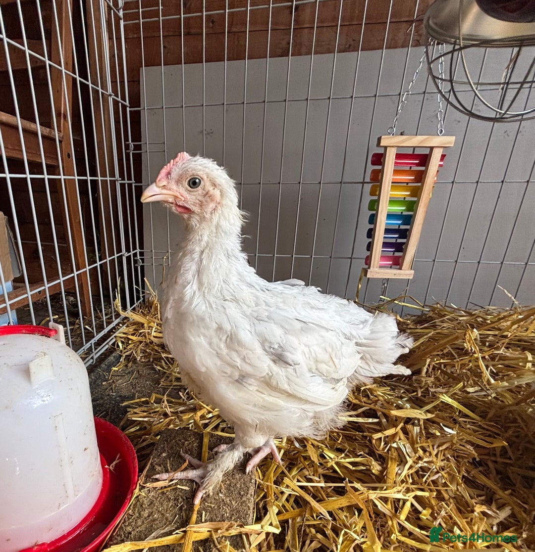 Chickens poultry for sale: Male Maran chicks cockerels  - Image 1
