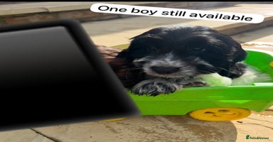 Cockapoo dogs - Advert 4