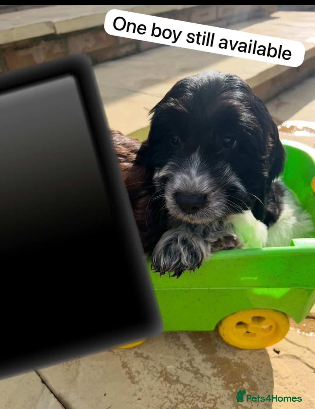 Cockapoo dogs for sale: F1B puppies - Image 2