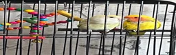 Lovebirds birds for sale: Bonded pair of lovebirds  - Advert 1