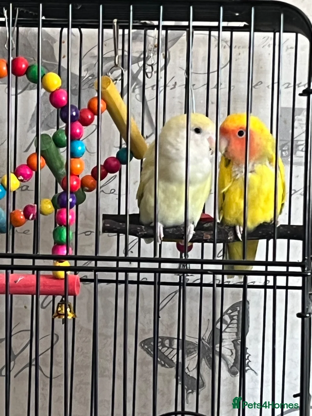 Lovebirds birds for sale: Bonded pair of lovebirds  - Advert 1