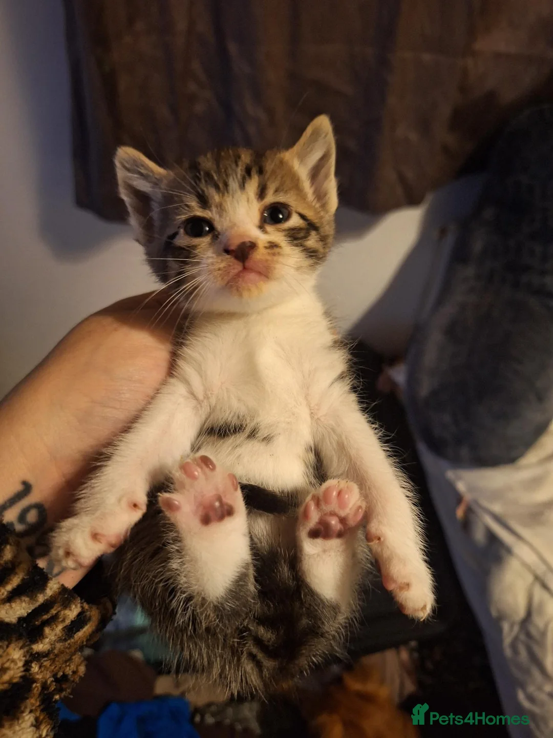 Mixed Breed cats for sale: KITTENS FOR FOREVER HOMES 😻💕 - Advert 2