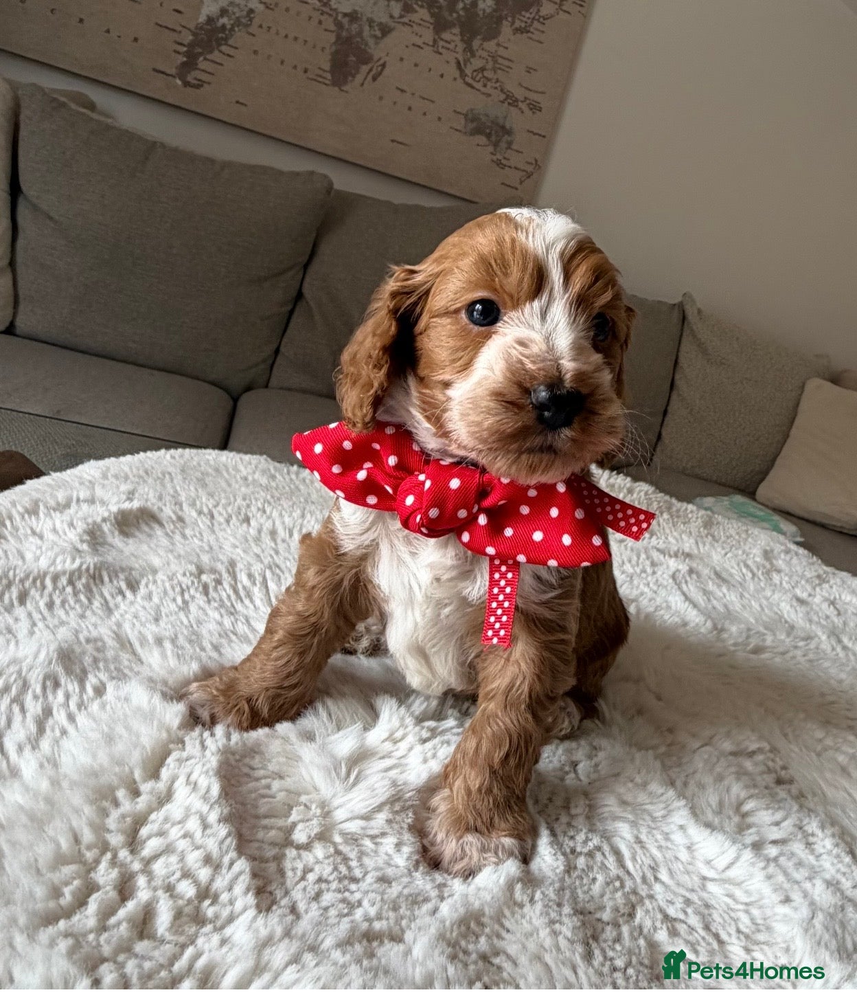 Cockapoo dogs Stunning Abstract Markings F1 Cockapoos - Advert 9