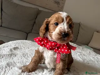 Cockapoo dogs Stunning Abstract Markings F1 Cockapoos - Advert 5