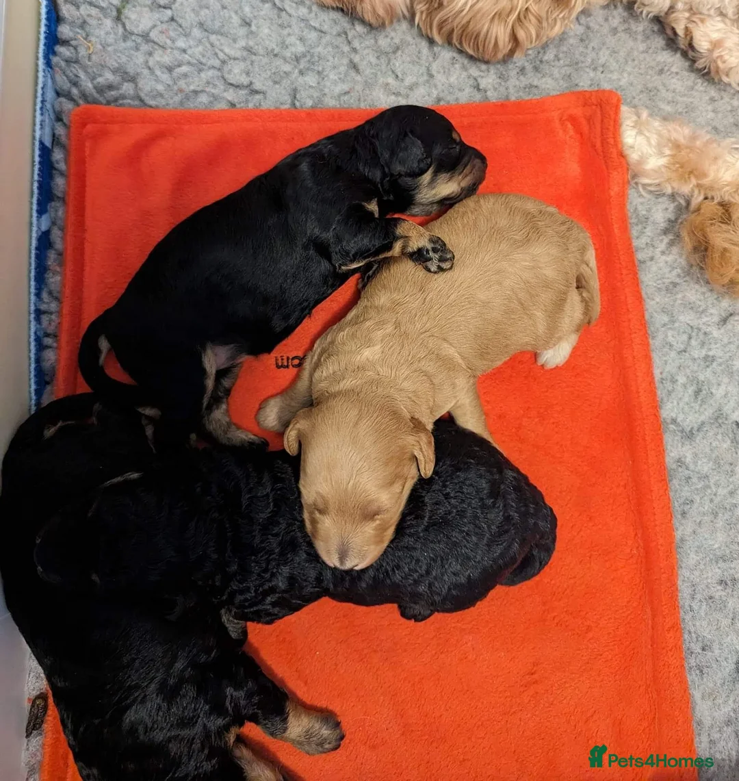 Toy Poodle dogs for stud: *Proven* KC registered Toy Poodle - petite boy in Bolton - Advert 16