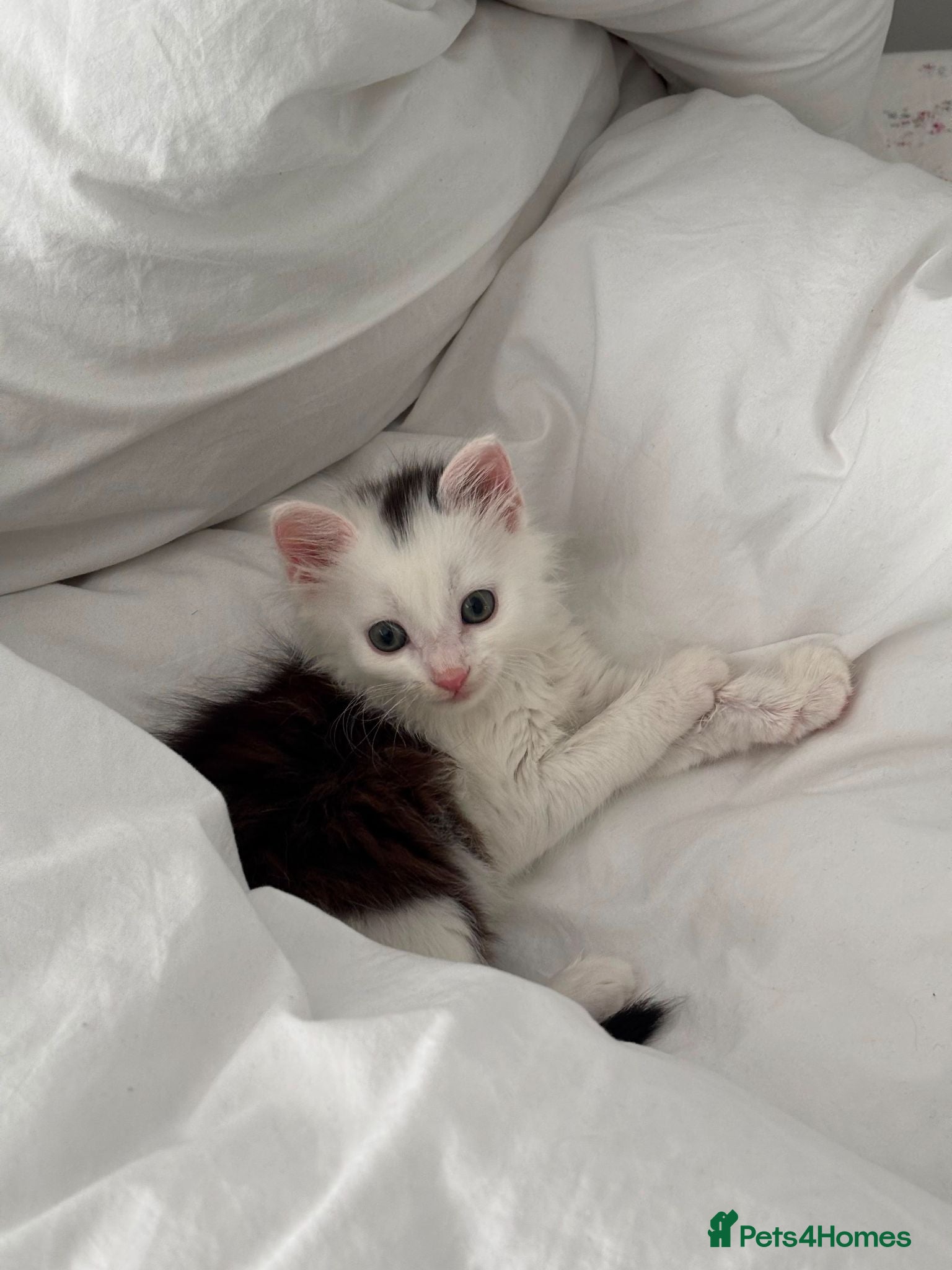 Domestic Shorthair cats 7-Week-Old Kitten Looking for a Loving Home 🐾 - Advert 1