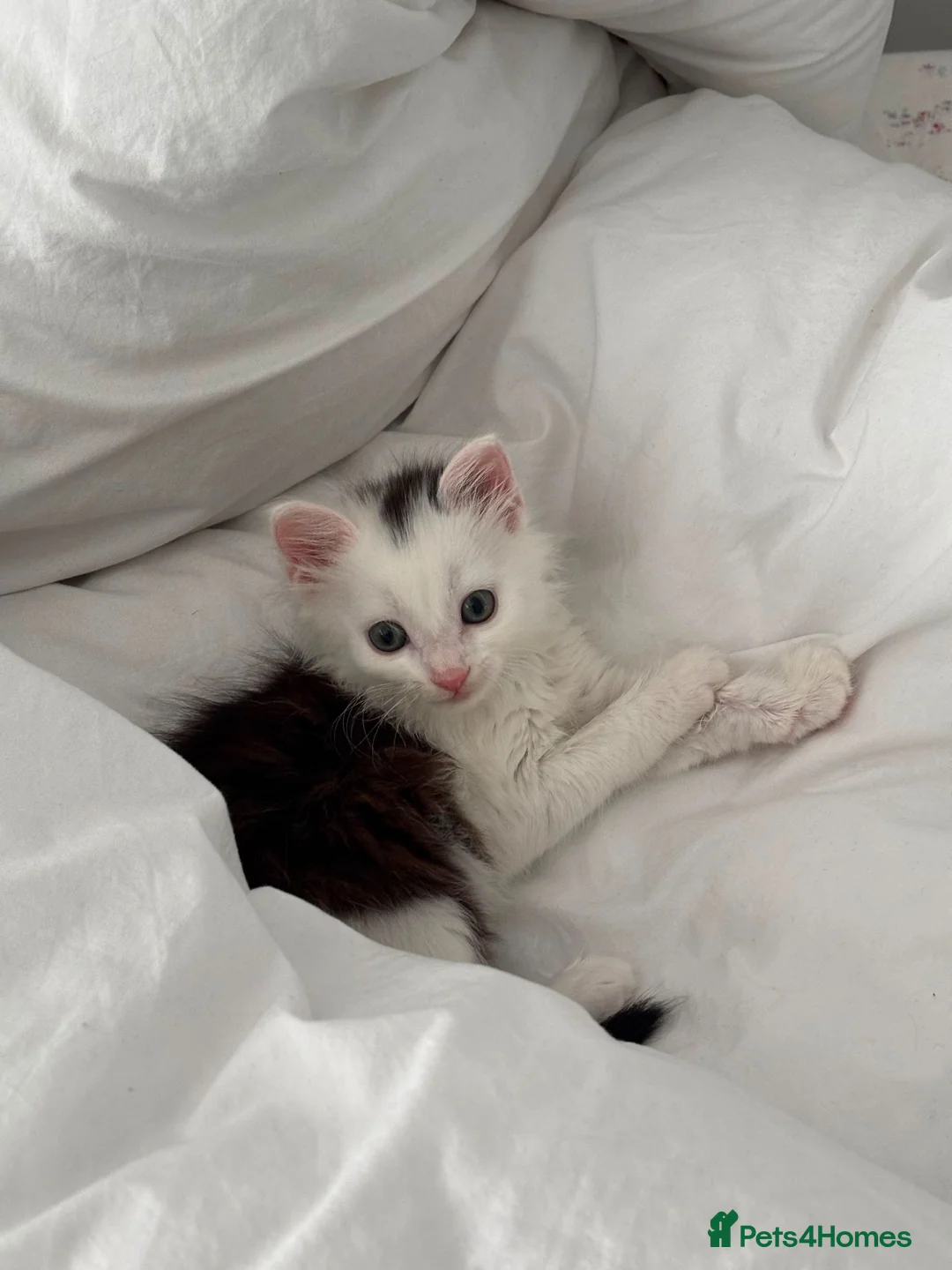 Domestic Shorthair cats for sale: Kitten Looking for a Loving Home 🐾 - Advert 1