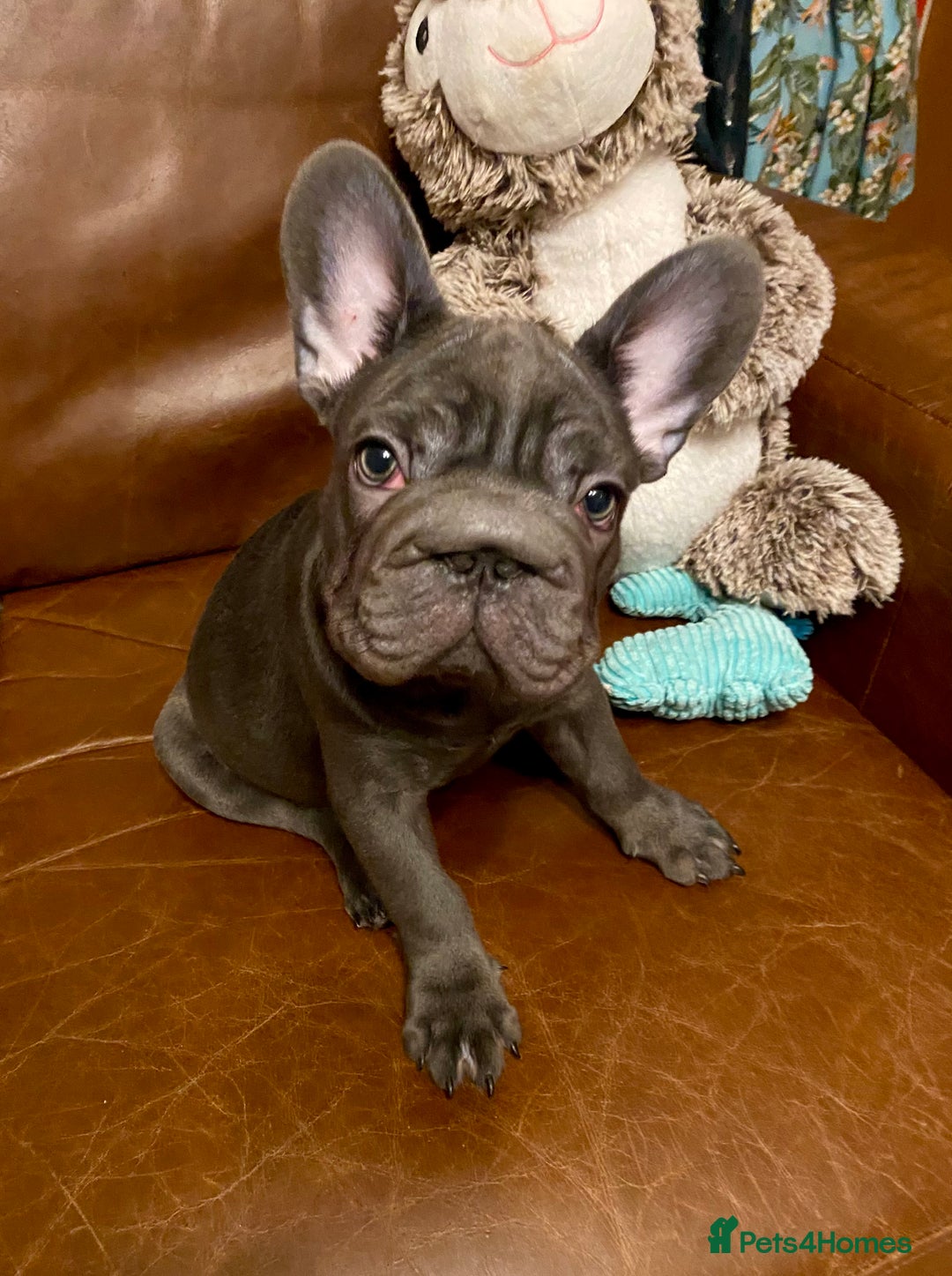 French Bulldog dogs for sale: French Bulldog 3 Boys and 3 girls  - Image 34