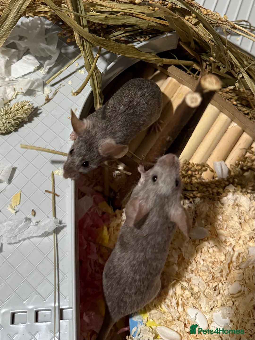 Mouse rodents for sale: Ethically Bred Mouse Pups - Waiting List Open!  - Advert 2