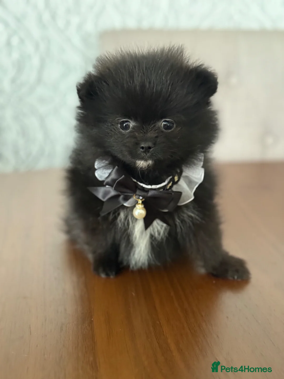 Pomeranian dogs for sale: Black, chocolate tri colour carrier girls - Advert 2