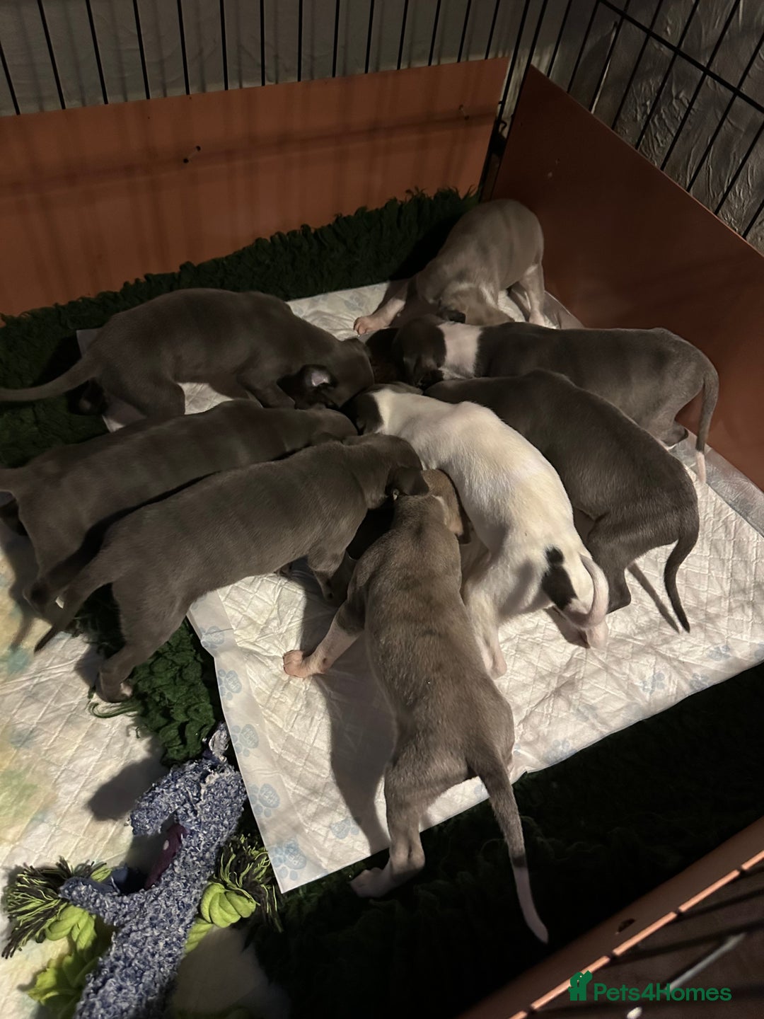 Mixed Breed dogs for sale: Whippet x Italian Greyhound Pups - Advert 11